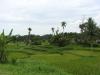 gal/02-Asie/29-Indonesie/01-Sumatra/_thb_DSC03306.JPG