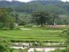 gal/02-Asie/29-Indonesie/01-Sumatra/_thb_DSC03368.JPG