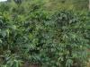 gal/02-Asie/29-Indonesie/01-Sumatra/_thb_DSC03372.JPG