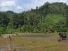 gal/02-Asie/29-Indonesie/01-Sumatra/_thb_DSC03404.JPG