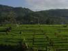 gal/02-Asie/29-Indonesie/01-Sumatra/_thb_DSC03408.JPG