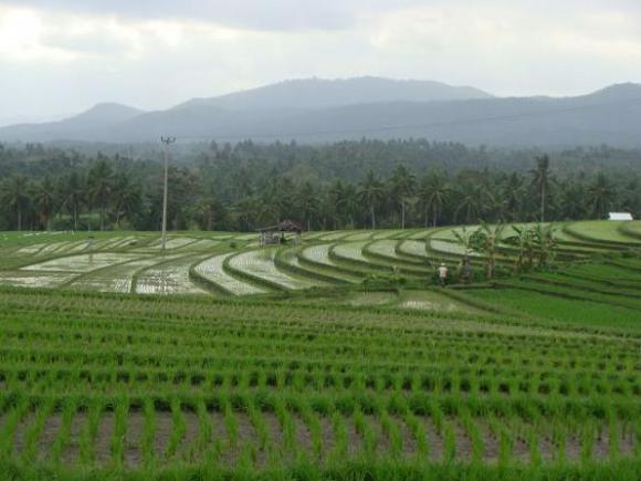 gal/02-Asie/29-Indonesie/03-Bali/DSC03894.JPG