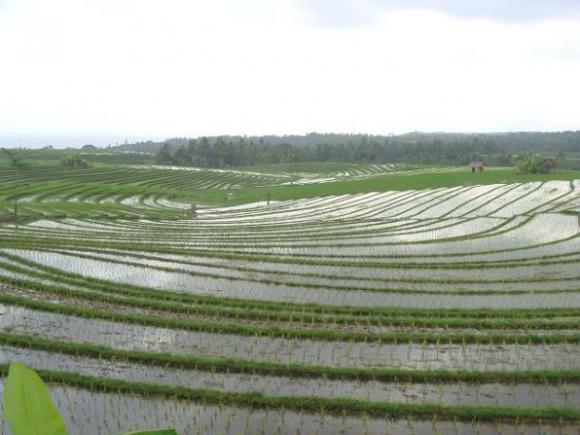 gal/02-Asie/29-Indonesie/03-Bali/DSC03895.JPG