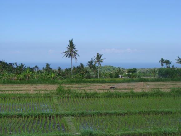 gal/02-Asie/29-Indonesie/03-Bali/DSC03990.JPG