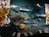 gal/03-Oceanie/32-Australie/01-Territoire_du_Nord/01-Darwin/_thb_DSC04207.jpg