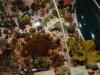 gal/03-Oceanie/32-Australie/01-Territoire_du_Nord/01-Darwin/_thb_DSC04209.jpg