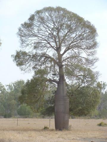 gal/03-Oceanie/32-Australie/02-Queensland/03-route_Toowoomba/01-le_parcours/DSC04370.jpg