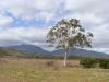 gal/03-Oceanie/32-Australie/02-Queensland/03-route_Toowoomba/01-le_parcours/_thb_DSC04323.jpg