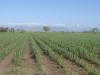 gal/03-Oceanie/32-Australie/02-Queensland/03-route_Toowoomba/01-le_parcours/_thb_DSC04326.jpg