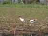 gal/03-Oceanie/32-Australie/02-Queensland/03-route_Toowoomba/01-le_parcours/_thb_DSC04327.jpg