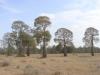 gal/03-Oceanie/32-Australie/02-Queensland/03-route_Toowoomba/01-le_parcours/_thb_DSC04369.jpg