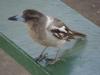 gal/03-Oceanie/32-Australie/02-Queensland/03-route_Toowoomba/01-le_parcours/_thb_DSC04371.jpg