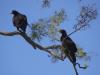 gal/03-Oceanie/32-Australie/02-Queensland/03-route_Toowoomba/01-le_parcours/_thb_DSC04428.jpg