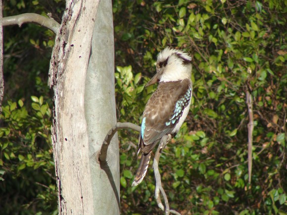 gal/03-Oceanie/32-Australie/02-Queensland/03-route_Toowoomba/03-gorges_Cania/DSC04378.jpg