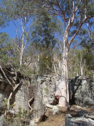 gal/03-Oceanie/32-Australie/02-Queensland/03-route_Toowoomba/03-gorges_Cania/DSC04391.jpg