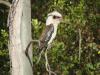 gal/03-Oceanie/32-Australie/02-Queensland/03-route_Toowoomba/03-gorges_Cania/_thb_DSC04379.jpg