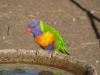 gal/03-Oceanie/32-Australie/02-Queensland/03-route_Toowoomba/03-gorges_Cania/_thb_DSC04380.jpg