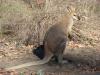 gal/03-Oceanie/32-Australie/02-Queensland/03-route_Toowoomba/03-gorges_Cania/_thb_DSC04389.jpg