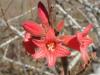gal/03-Oceanie/32-Australie/02-Queensland/03-route_Toowoomba/03-gorges_Cania/_thb_DSC04392.jpg