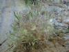 gal/03-Oceanie/32-Australie/02-Queensland/03-route_Toowoomba/03-gorges_Cania/_thb_DSC04402.jpg