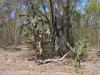 gal/03-Oceanie/32-Australie/02-Queensland/03-route_Toowoomba/03-gorges_Cania/_thb_DSC04404.jpg