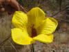 gal/03-Oceanie/32-Australie/02-Queensland/03-route_Toowoomba/03-gorges_Cania/_thb_DSC04405.jpg
