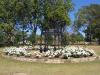 gal/03-Oceanie/32-Australie/02-Queensland/04-Toowoomba/02-State_Rose_Garden/_thb_DSC04454.jpg