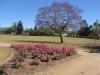 gal/03-Oceanie/32-Australie/02-Queensland/04-Toowoomba/02-State_Rose_Garden/_thb_DSC04455.jpg