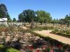 gal/03-Oceanie/32-Australie/02-Queensland/04-Toowoomba/02-State_Rose_Garden/_thb_DSC04457.jpg