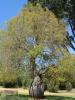 gal/03-Oceanie/32-Australie/02-Queensland/04-Toowoomba/04-Queens_Park_Gardens/_thb_DSC04481.jpg