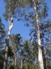 gal/03-Oceanie/32-Australie/03-New_South_Wales/01-route_Coffs_Harbour/_thb_DSC04526.jpg