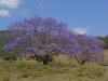 gal/03-Oceanie/32-Australie/03-New_South_Wales/01-route_Coffs_Harbour/_thb_DSC04530.jpg