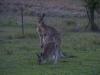 gal/03-Oceanie/32-Australie/03-New_South_Wales/01-route_Coffs_Harbour/_thb_DSC04540.jpg