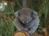 gal/03-Oceanie/32-Australie/03-New_South_Wales/03-Port_Macquarie/_thb_DSC04587.jpg
