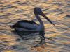 gal/03-Oceanie/32-Australie/03-New_South_Wales/03-Port_Macquarie/_thb_DSC04591.jpg