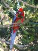 gal/03-Oceanie/32-Australie/03-New_South_Wales/06-route_Bega/_thb_DSC04810.jpg