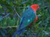 gal/03-Oceanie/32-Australie/03-New_South_Wales/06-route_Bega/_thb_DSC04812.jpg