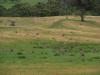 gal/03-Oceanie/32-Australie/03-New_South_Wales/07-route_Alpes/_thb_DSC04841.jpg