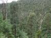 gal/03-Oceanie/32-Australie/03-New_South_Wales/07-route_Alpes/_thb_DSC04845.jpg