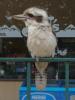gal/03-Oceanie/32-Australie/03-New_South_Wales/07-route_Alpes/_thb_DSC04847.jpg