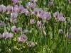 gal/03-Oceanie/32-Australie/05-Tasmanie/01-Devonport-St_Helens/_thb_DSC04888.jpg
