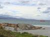gal/03-Oceanie/32-Australie/05-Tasmanie/02-route_Freycinet/_thb_DSC04948.jpg
