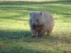 gal/03-Oceanie/32-Australie/05-Tasmanie/05-ile_Maria/_thb_DSC04990.jpg