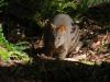 gal/03-Oceanie/32-Australie/05-Tasmanie/11-parc_national_de_Mt_Field/_thb_DSC05047.jpg