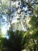 gal/03-Oceanie/32-Australie/05-Tasmanie/11-parc_national_de_Mt_Field/_thb_DSC05048.jpg
