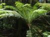 gal/03-Oceanie/32-Australie/05-Tasmanie/11-parc_national_de_Mt_Field/_thb_DSC05058.jpg