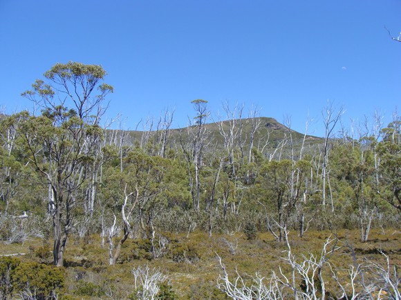 gal/03-Oceanie/32-Australie/05-Tasmanie/12-parc_national_lac_St_Clair/DSC05071.jpg