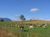 gal/03-Oceanie/32-Australie/05-Tasmanie/14-route_Devonport/_thb_DSC05165.JPG