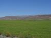 gal/03-Oceanie/33-Nouvelle_Zelande/03-route_Dunedin/_thb_DSC05298.jpg