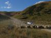 gal/03-Oceanie/33-Nouvelle_Zelande/03-route_Dunedin/_thb_DSC05308.jpg